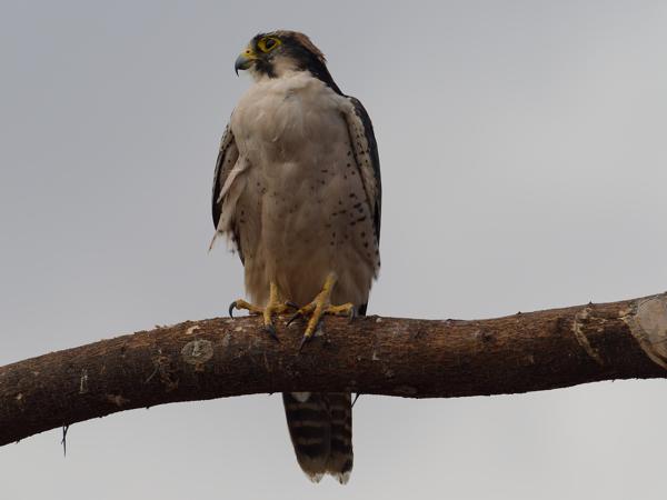 <h3><a href="/trips/tanzania/biota/animalia/chordata/aves/018 falconiformes/001 falconidae/falco biarmicus/falco biarmicus-nl.html">Falco&nbsp;biarmicus</a> / Lanner&nbsp;falcon / Lannervalk</h3>OM-1 Mark II met M.300mm F4.0 + MC-14, 1/2000 sec  bij F5.6, ISO 500, afstand 26.9&nbsp;m